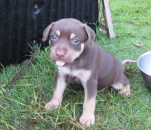 グアムのワンコ