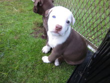 グアムのワンコ