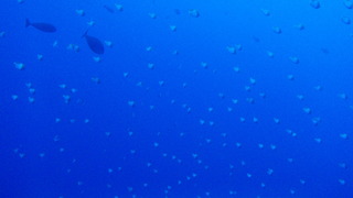 サイパンダイビング