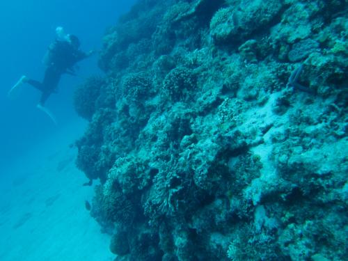 サンゴ植え付けのモニタリング