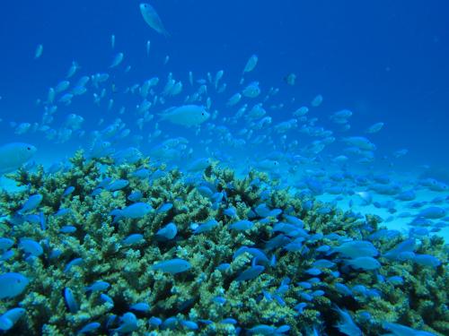 デバスズメダイ