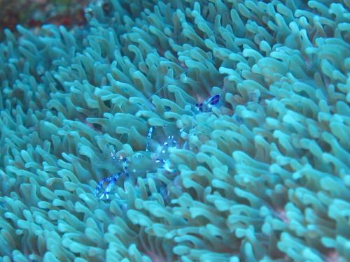 ナデシコカクレエビ