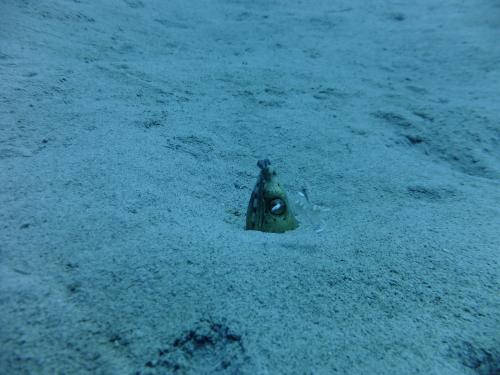 ミノミホタテウミヘビ