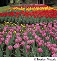 花を楽しむイベントやスポットご紹介1