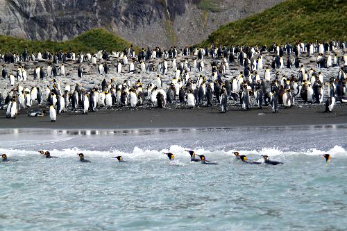 ゴールドベイ01