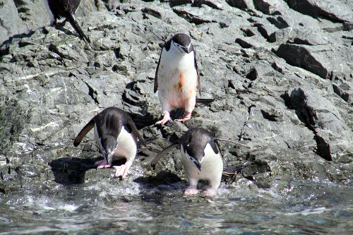あごひげペンギン