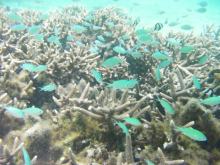イパオビーチのたくさんの魚