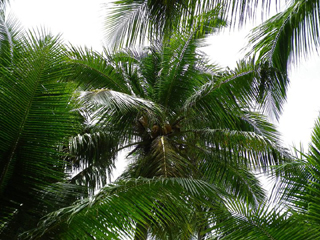 COCONUTS1