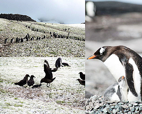 ミケルセンハーバー