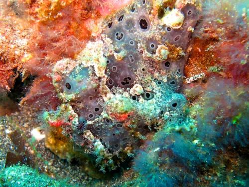 カエルアンコウ