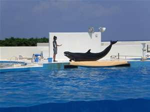 美ら海水族館・オキちゃん劇場2