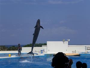 沖縄美ら海水族館の水族館の外のおたのしみ １ 島ないちゃーさんの旅行ブログ トラベルコ