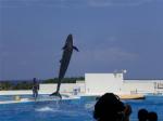 美ら海水族館・オキちゃん劇場3