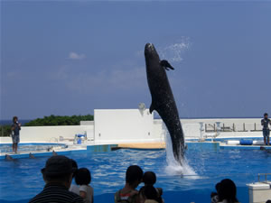 美ら海水族館・オキちゃん劇場5
