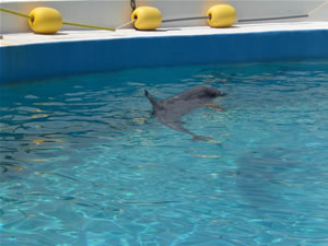 美ら海水族館・イルカラグーン2