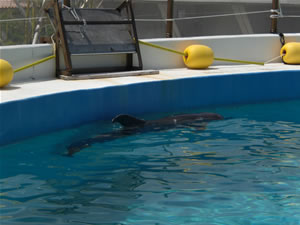 美ら海水族館・イルカラグーン3