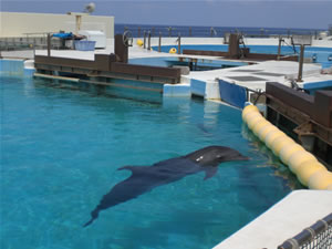 美ら海水族館・イルカラグーン4