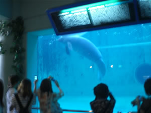 美ら海水族館・マナティー館1