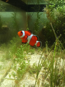 美ら海水族館・マナティー館2