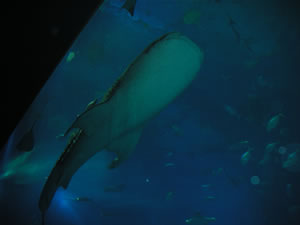 美ら海水族館・黒潮の海1