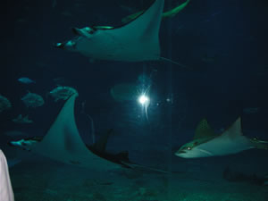 美ら海水族館・黒潮の海2