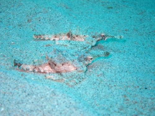 見つけられるかな?