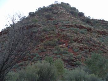 キングスキャニオン3