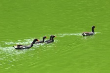 水浴びするアラエ・ウラ1