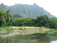 棲みかにしている養殖池