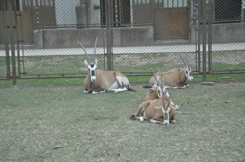 上海野生動物園8