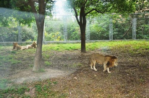 上海野生動物園１６