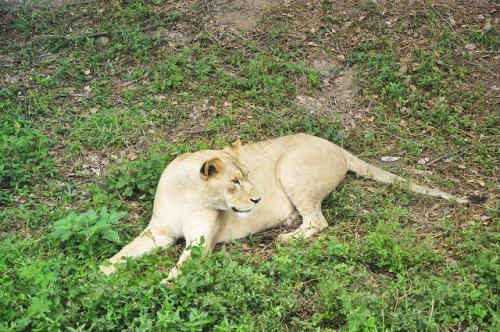 上海野生動物園１７