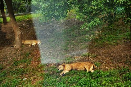 上海野生動物園１８