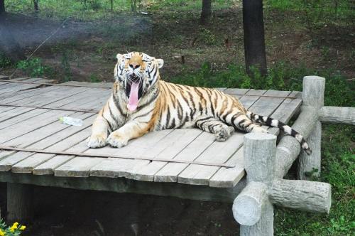 上海野生動物園２０