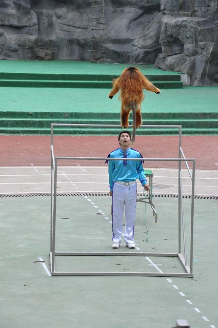 上海野生動物園３０