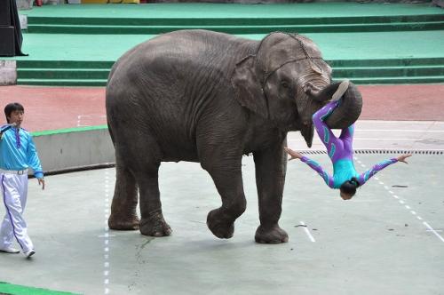 上海野生動物園３６