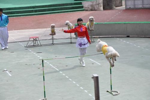 上海野生動物園41