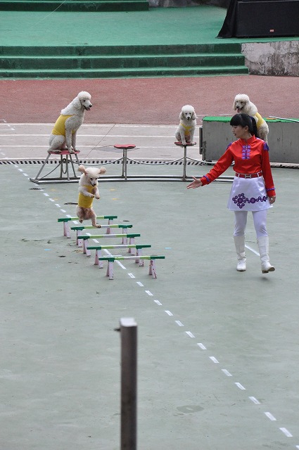 上海野生動物園４２