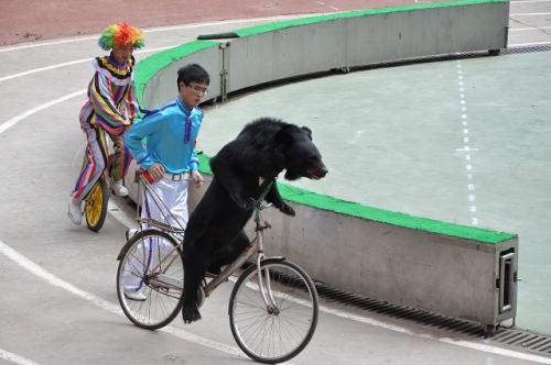 上海野生動物園４３