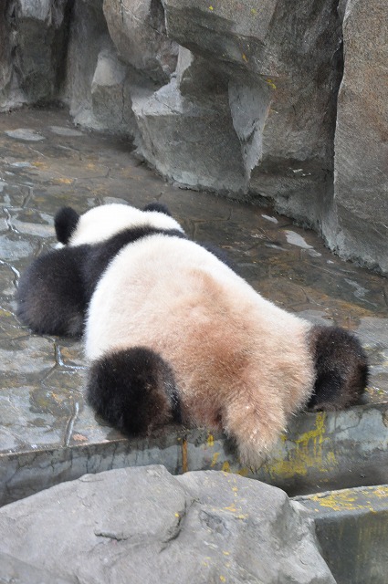 上海野生動物園５５