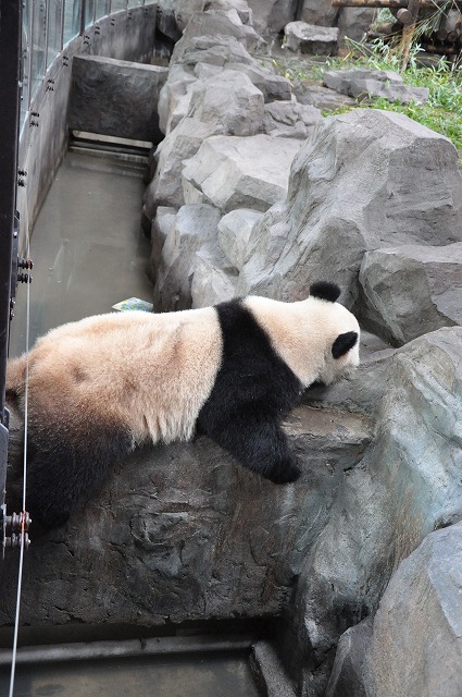 上海野生動物園体験記 5 パンダ編 ちぇんたんさんの旅行ブログ トラベルコ