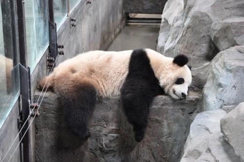 上海野生動物園５７