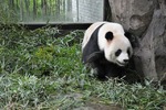 上海野生動物園５８