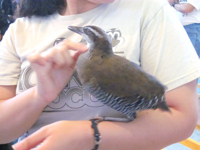 第6回グアムココロードレース