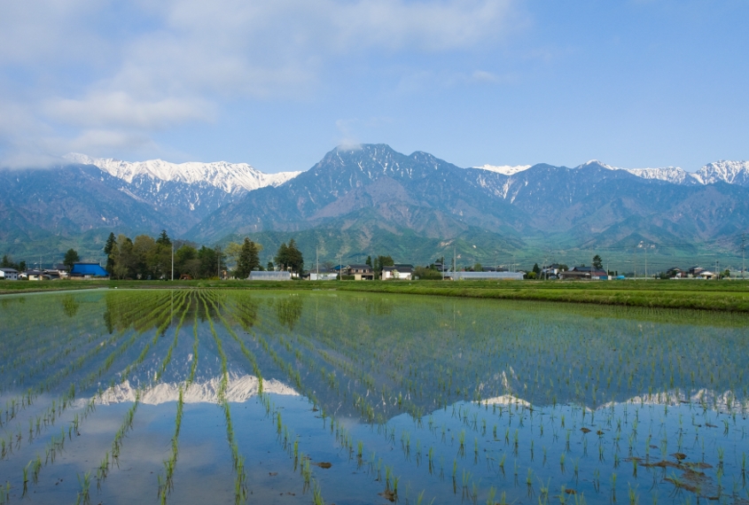 安曇野こしひかり006