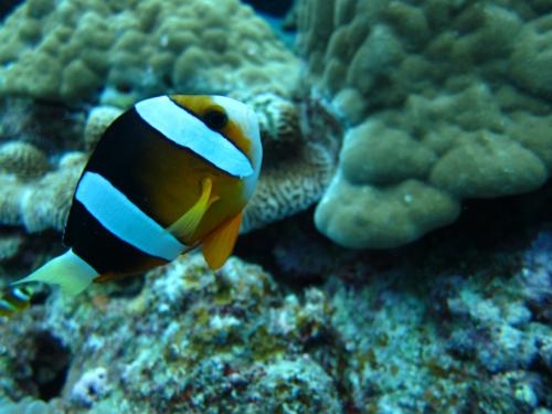 クマノミちゃん