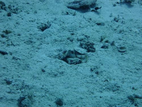 ジョーフィッシュ