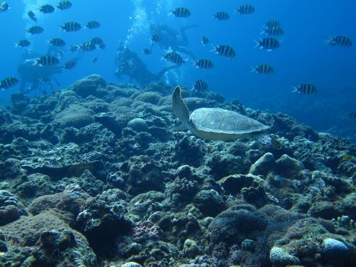 カメに魚に〜！！
