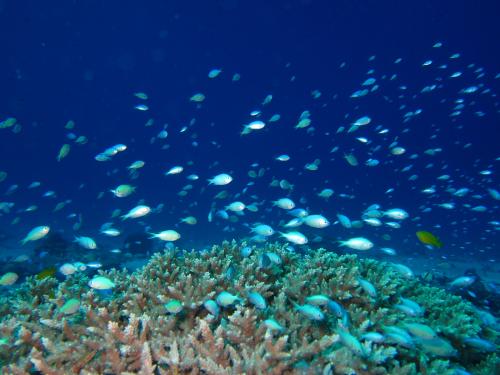 デバスズメダイ