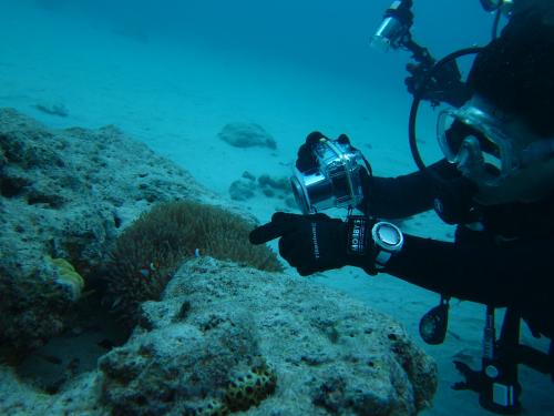 隠れてるクマノミ